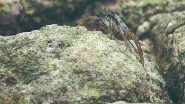 Granchio sulla roccia in spiaggia — Video Stock