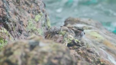 Yengeç ve rockskipper plajda kayaya