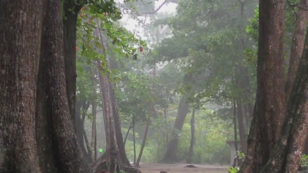 Chuvas fortes na floresta tropical — Vídeo de Stock