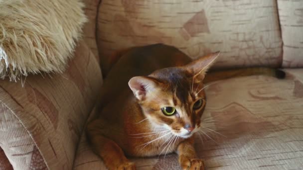 Abyssinian cat playing — Stock Video