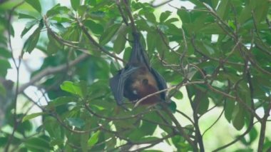 Bir ağaç dalı ve yıkama üzerinde uçan tilki duruyor