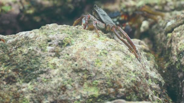 Krabbe auf dem Felsen am Strand — Stockvideo