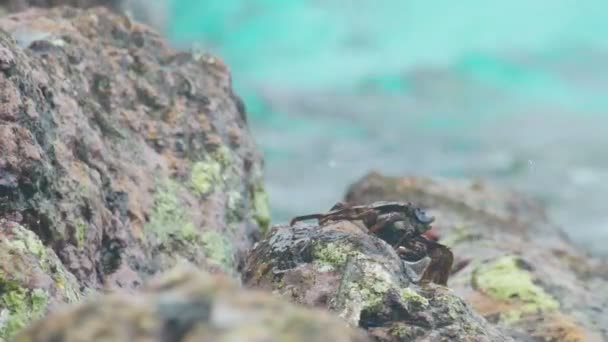 Caranguejo e rockskipper na rocha na praia — Vídeo de Stock