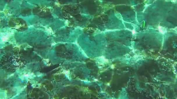 热带色彩鲜艳的鱼 — 图库视频影像