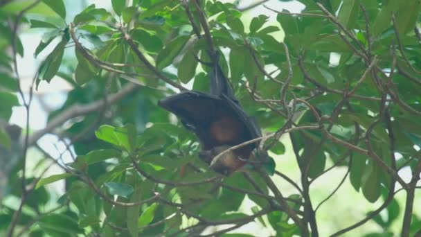 Flying fox hangs on a tree branch and washes — Stock Video