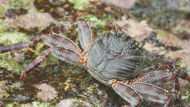 Crabe sur le rocher à la plage — Video