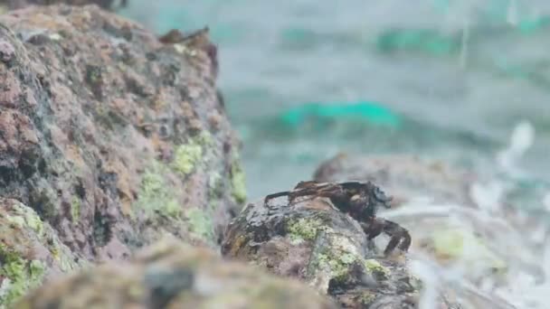 Krab i rockskipper na skale na plaży — Wideo stockowe