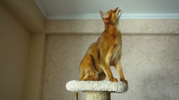 Abyssinian cat playing — Stock Video
