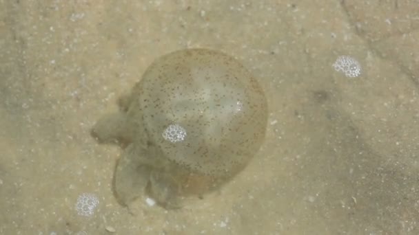 Medusas en aguas poco profundas — Vídeo de stock