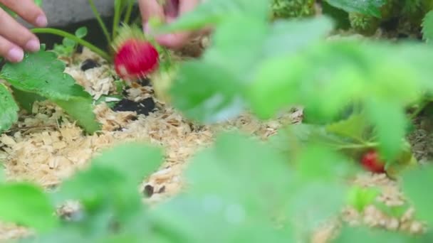 Ripe strawberry harvesting, close-up — Stock Video