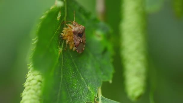 Bug parent -Elasmucha grisea - — Video