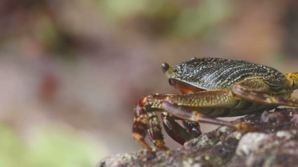 海岸の岩の上のカニ — ストック動画