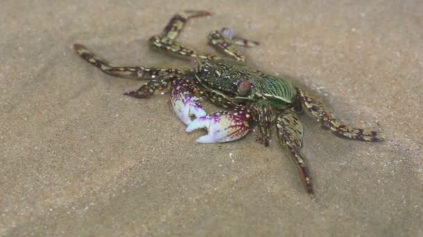 Crab in shallow water on the beach — Stock Video