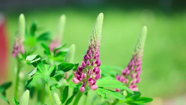 Lupinos púrpura brillante flor — Vídeo de stock