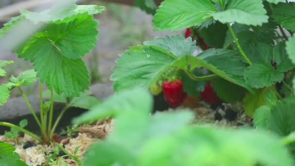 Rijpe aardbeien oogsten, close-up — Stockvideo