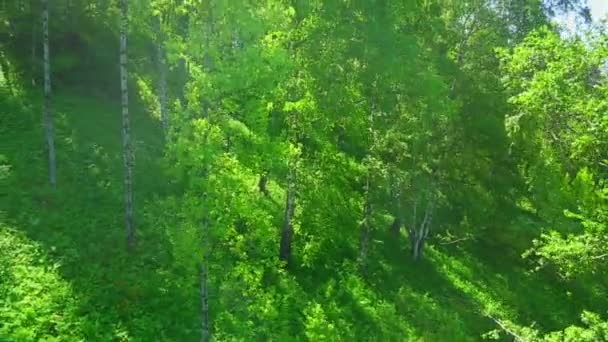 Bosque mixto en una ladera de montaña — Vídeo de stock