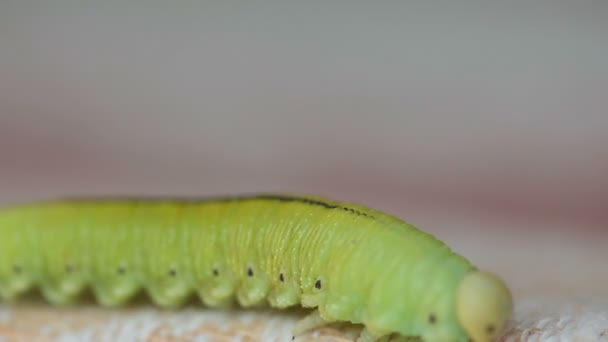 A larva de serra de bétula rastejando em um pano — Vídeo de Stock