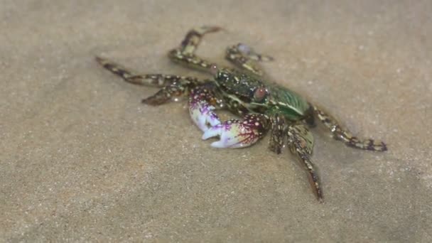 Krab in ondiep water aan het strand — Stockvideo