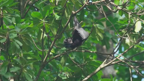 Flying fox hänger på en trädgren — Stockvideo