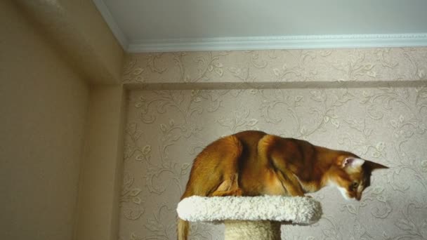 Abyssinian cat playing — Stock Video