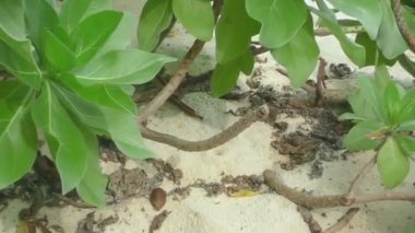 Monarch kelebek uçuş