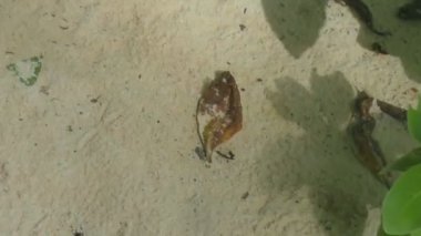 Limenitis kelebek uçuş