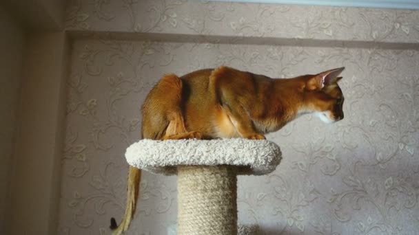 Abyssinian cat playing — Stock Video