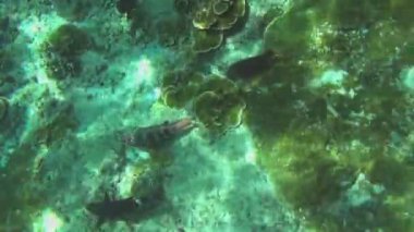 Tropikal renkli balıklar