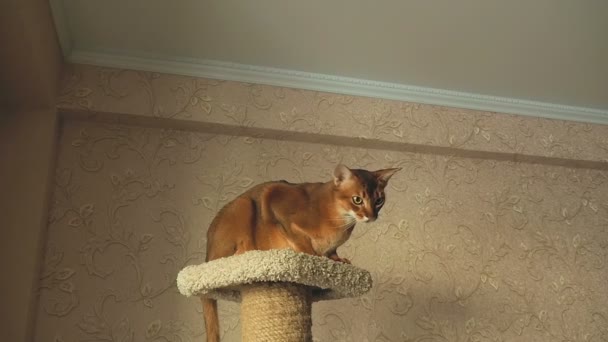 Abyssinian cat playing — Stock Video