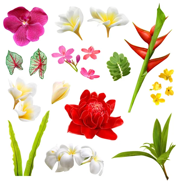 Palidez tropocal, hojas y flores — Foto de Stock