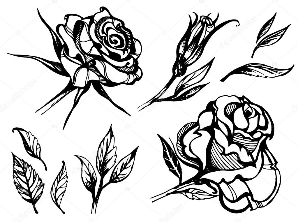 Set of vector floral design elements