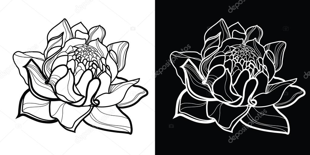 vector floral design elements