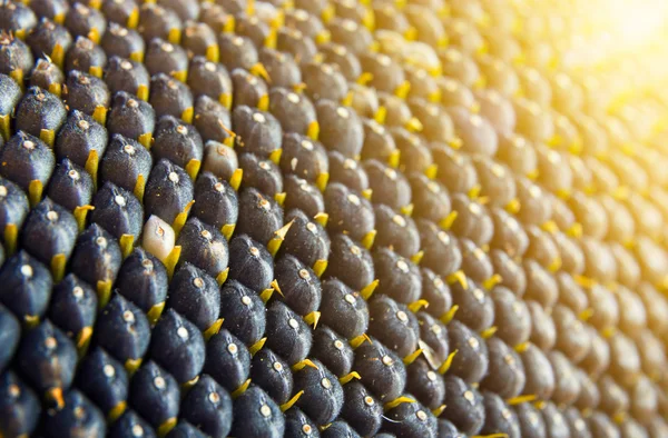 Detailní pohled na slunečnicová semena — Stock fotografie
