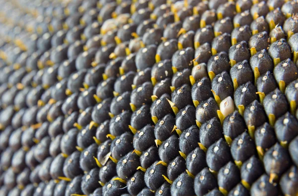 Detailní pohled na slunečnicová semena — Stock fotografie
