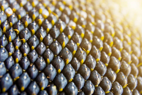 Close-up view of sunflower seeds — Stock Photo, Image