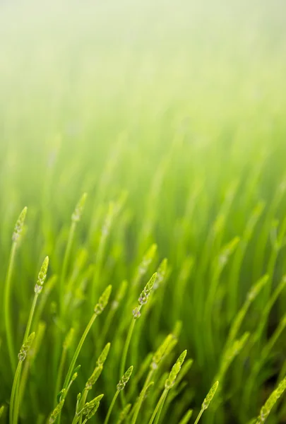 Pradera con hierba verde —  Fotos de Stock