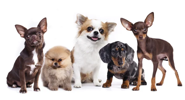 Kissa ja koira, ryhmä koiria ja kissanpentu etsii ylös — kuvapankkivalokuva
