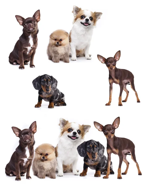 Gatto e cane, gruppo di cani e gattino guardando in alto — Foto Stock