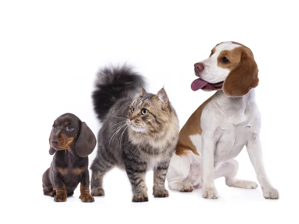 Dachshund cucciolo di colore cioccolato e gatto — Foto Stock