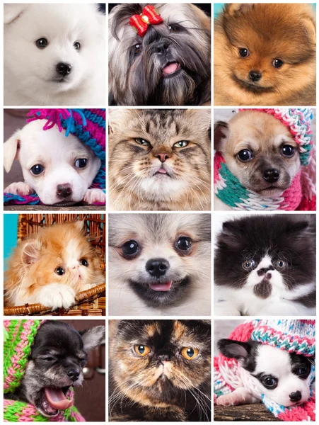 Portraits close up  kitten and puppy — Stock Photo, Image