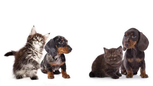 Gato y perro, grupo de perros y gatitos mirando hacia arriba Fotos de stock libres de derechos