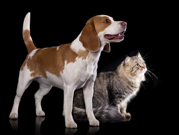 Cachorro dachshund chocolate color y gato Fotos de stock libres de derechos