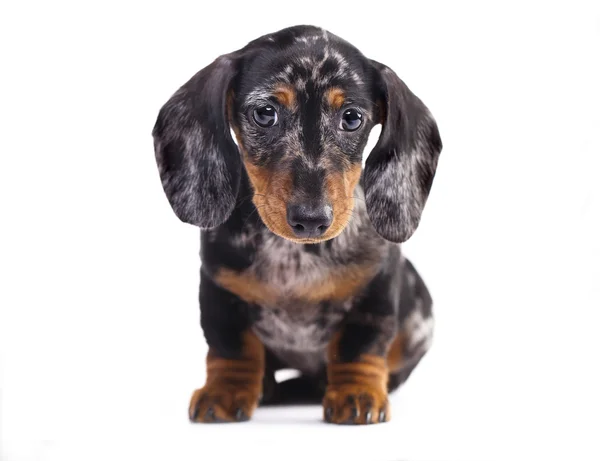 Dachshund colore marmo cucciolo — Foto Stock