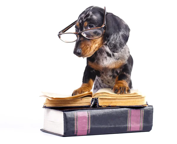 Puppy in glasses — Stock Photo, Image