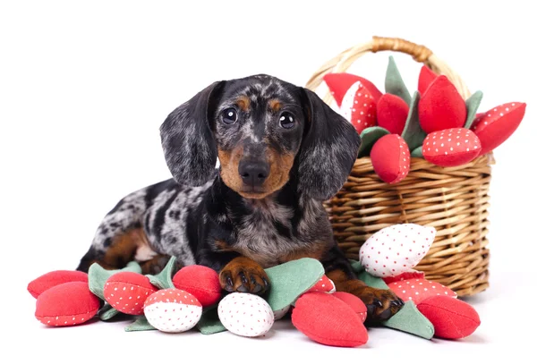 Puppy   and flowers — Stock Photo, Image