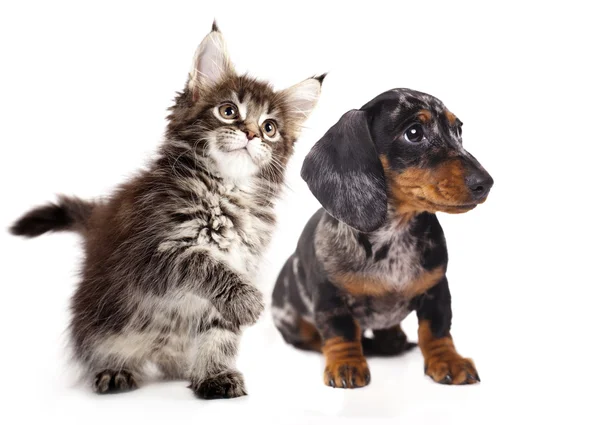 Dachshund cachorro e gatinho — Fotografia de Stock