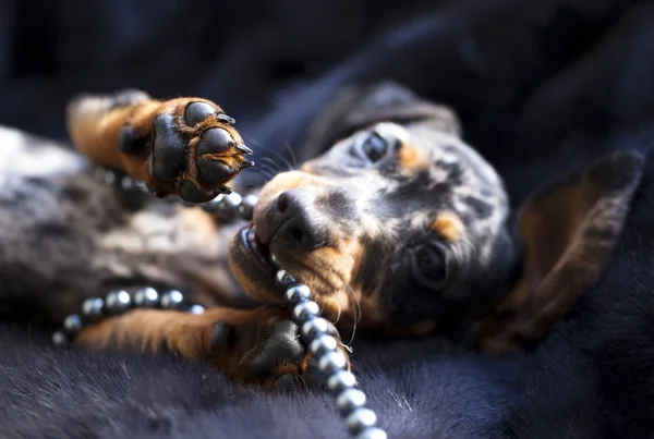 Dachshund de cachorro de color mármol —  Fotos de Stock