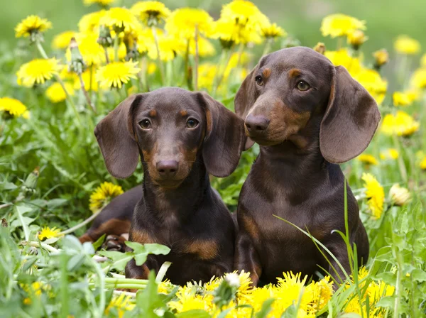 Set dachshund longhaired — Stock Photo, Image