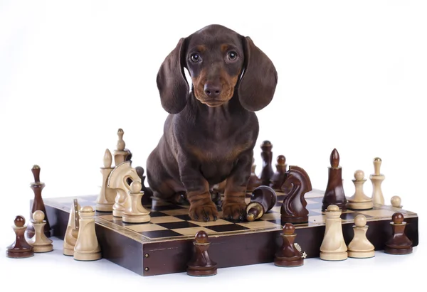 Dachshund puppy and chess — Stock Photo, Image