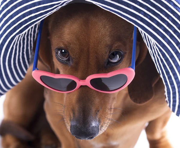 Portrait of Dachshund in sunglasses — Stock Photo, Image